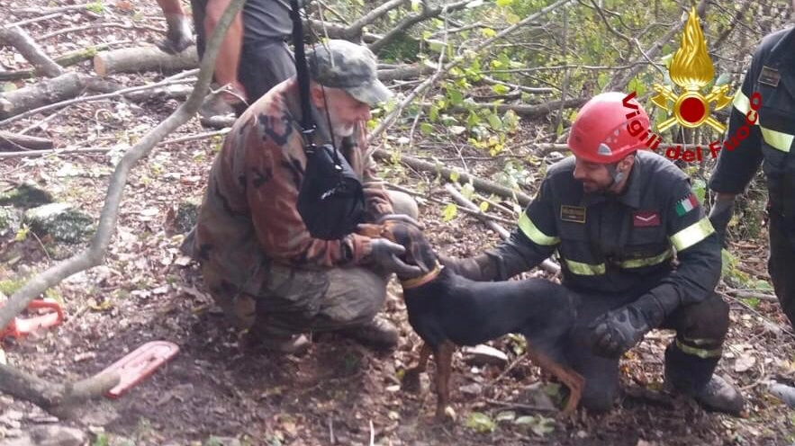 Il salvataggio del cane da parte dei vigili del fuoco