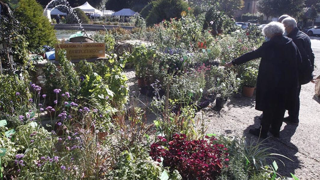 ’Siena in fiore’. Oggi e domani la mostra-mercato ’Siena in fiore’. Oggi e domani la mostra-mercato