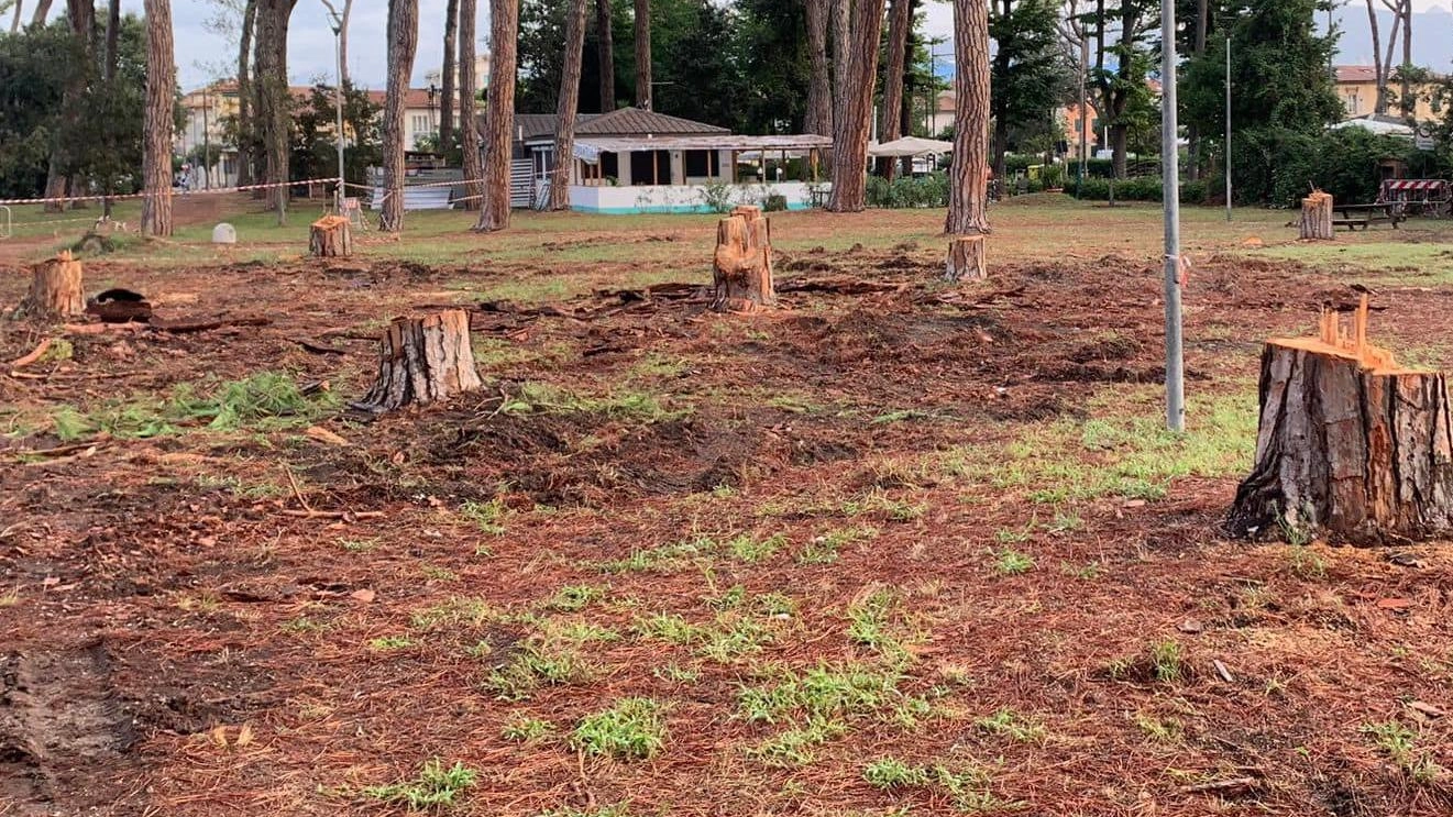 Una nuova "piaga" per la Pineta L’attacco del blastofago distruttore Una nuova "piaga" per la Pineta L’attacco del blastofago distruttore