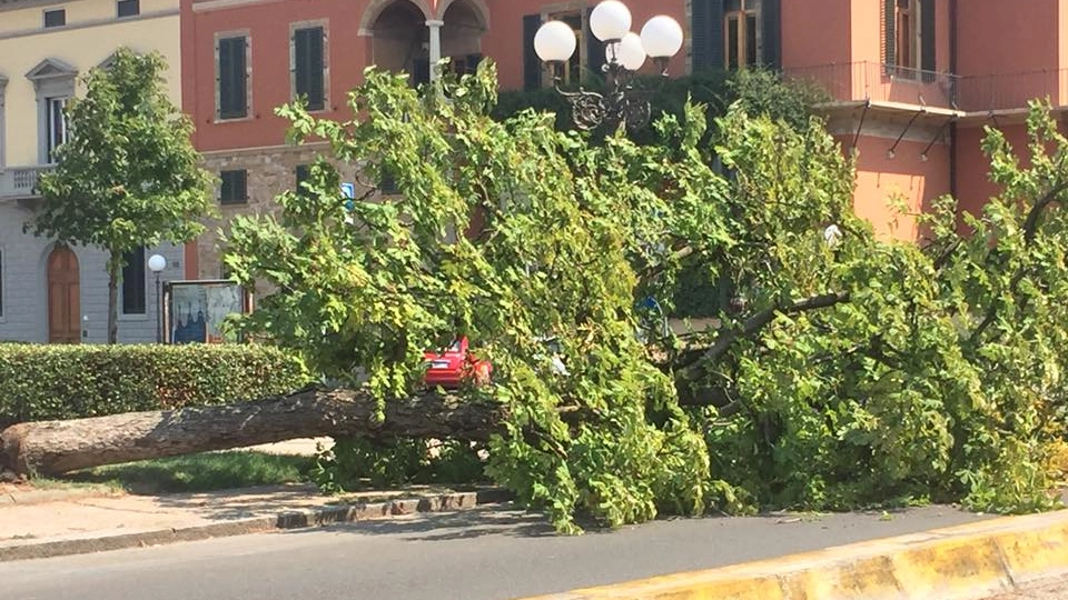 L'albero crollato in piazza Savonarola (Foto dal gruppo fb Sei di Firenze se...)
