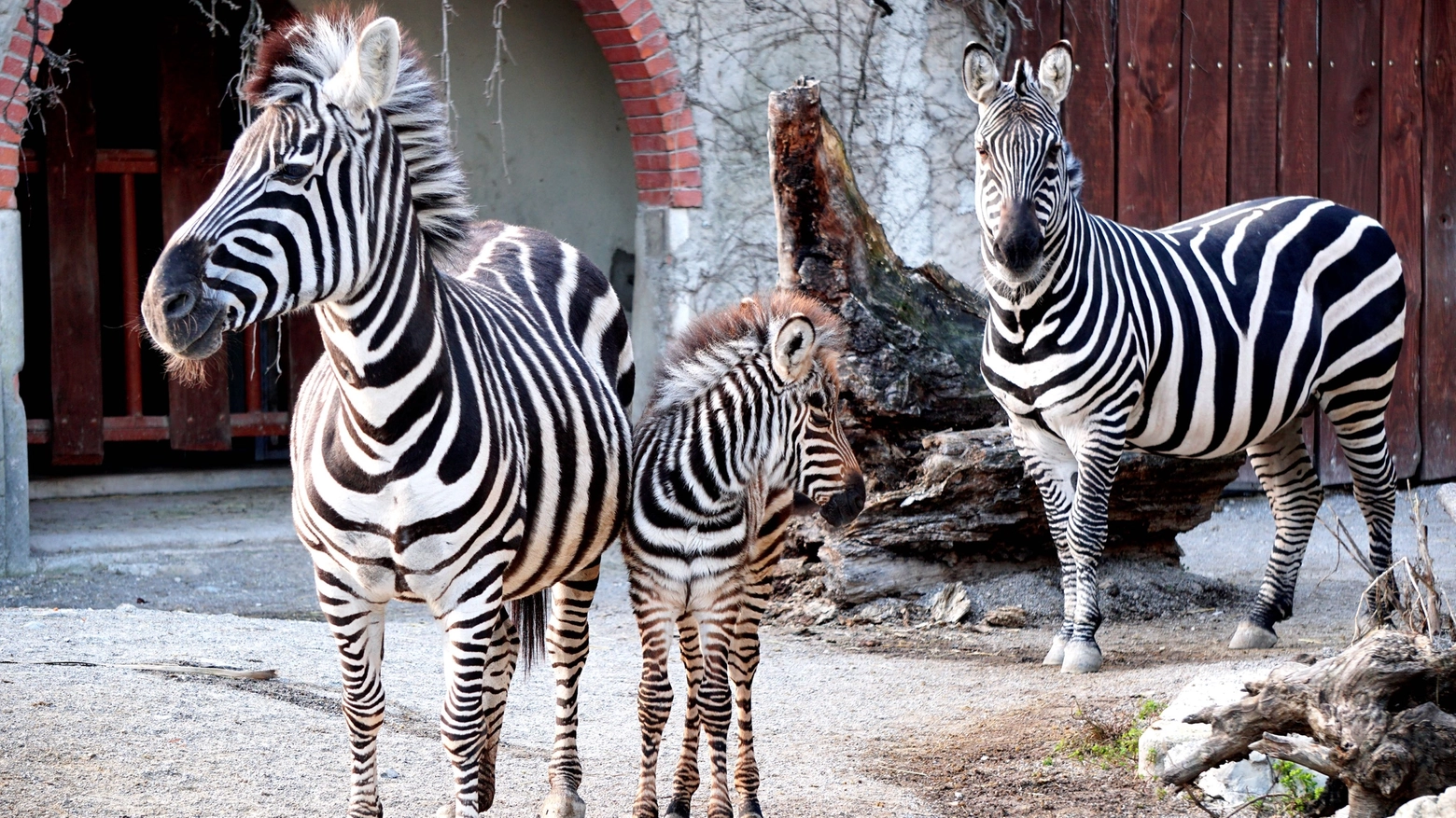 Il cucciolo di zebra nato allo zoo di Pistoia 