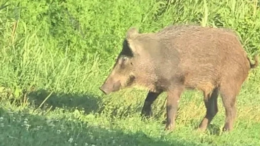 Un cinghiale Un cinghiale
