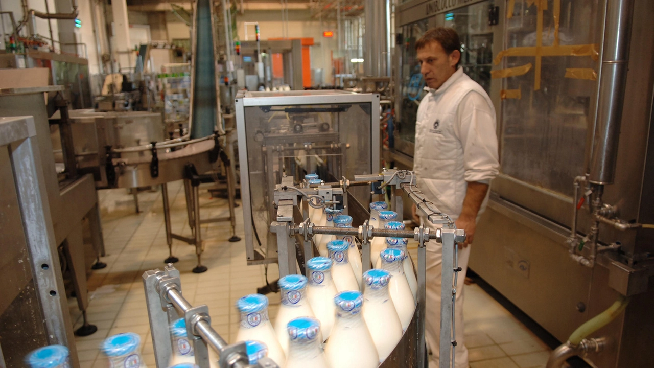 La Maremma piange sul latte: "Prezzi crollati, produttori allo stremo"