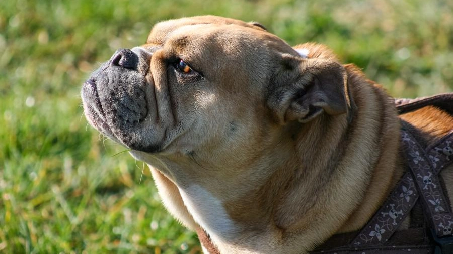 Un bulldog: ad Arezzo alcuni cani venivano maltrattati