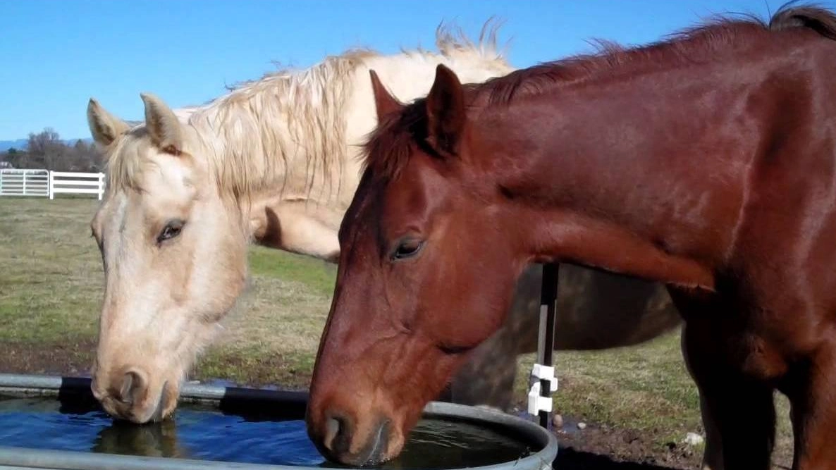 La siccità delle ultime settimane ha messo a rischio la sopravvivenza dei cavalli che popolano, allo stato brado, i crinali della Calvana 