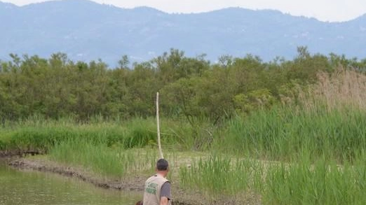 Siccità, si abbassa il livello del Padule e scattano i controlli Siccità, si abbassa il livello del Padule e scattano i controlli