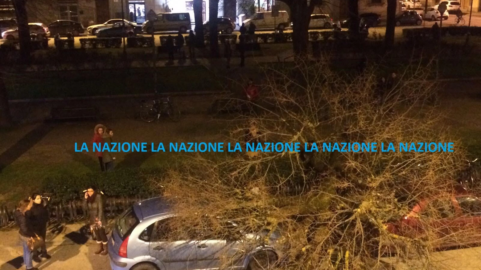 L'albero caduto in piazza Don Minzoni 