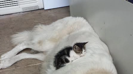 Il gattino con il suo nuovo "papà"