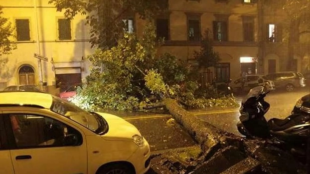 L’albero crollato in strada l’altra sera in viale Corsica: il traffico è stato interrotto, i vigili del fuoco hanno poi liberato la sede stradale