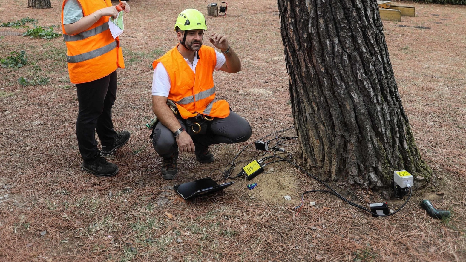 "Più alberi lungo la tramvia". L’annuncio in Consiglio "Più alberi lungo la tramvia". L’annuncio in Consiglio
