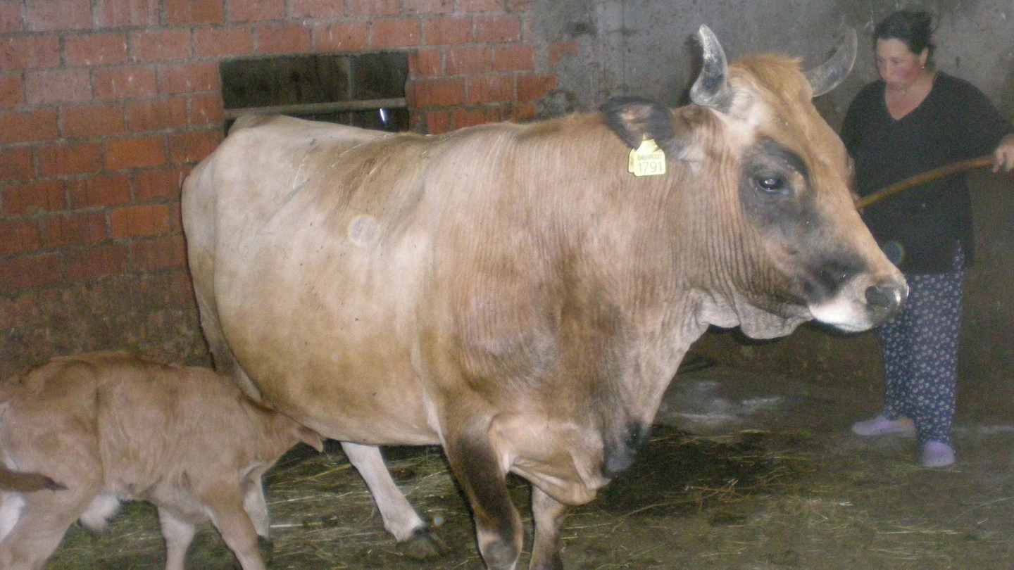 Alcuni esemplari di “mucca pontremolese” accuditi in una stalla