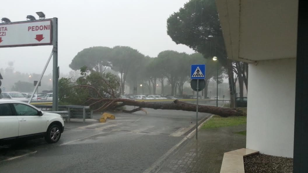 L'albero caduto all'ospedale di Grosseto