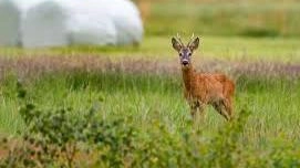 Un capriolo sbranato. Scatta l’allarme lupi