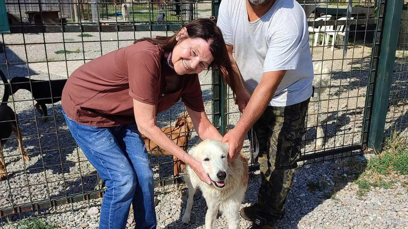 Mattanza di cuccioli nel cassonetto. Otto cani uccisi e chiusi in un sacco. È caccia al killer, video al setaccio
