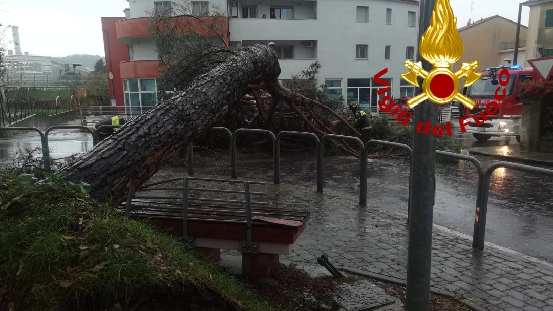 L'albero crollato
