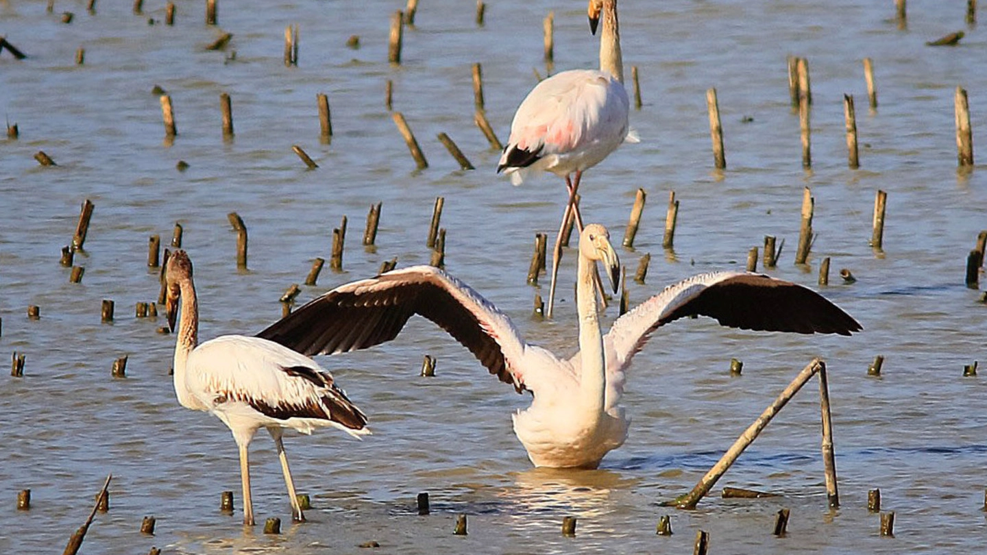 Esemplari di fenicotteri rosa nel Padule (foto d’archivio) Esemplari di fenicotteri rosa nel Padule (foto d’archivio)