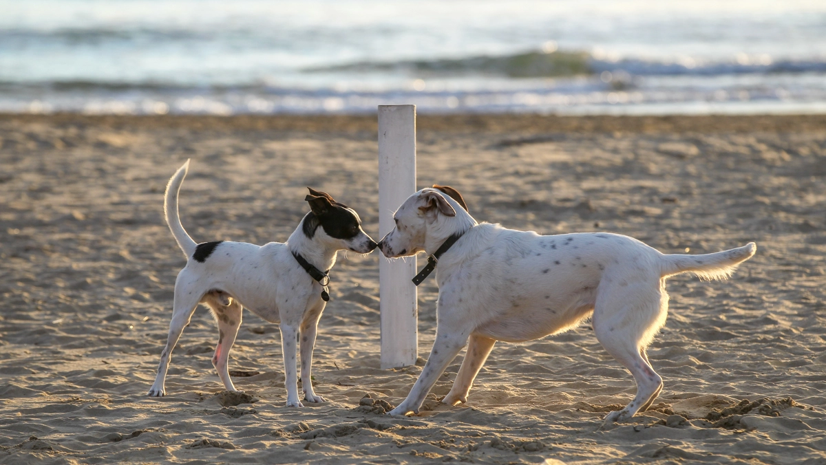 Giochi di cani sulla spiaggia
