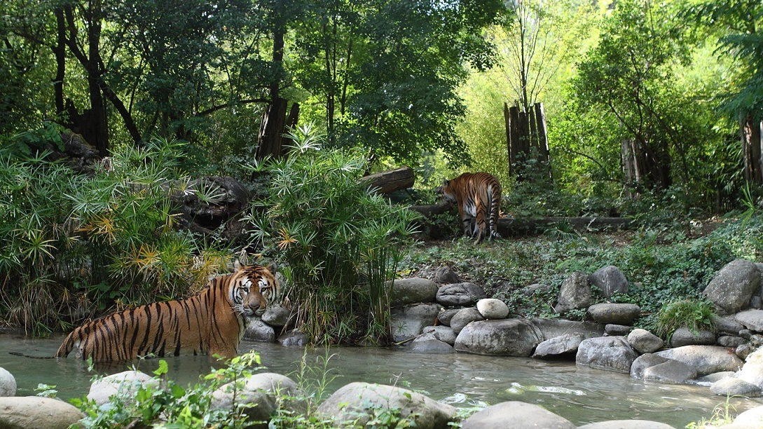 La panthera tigris