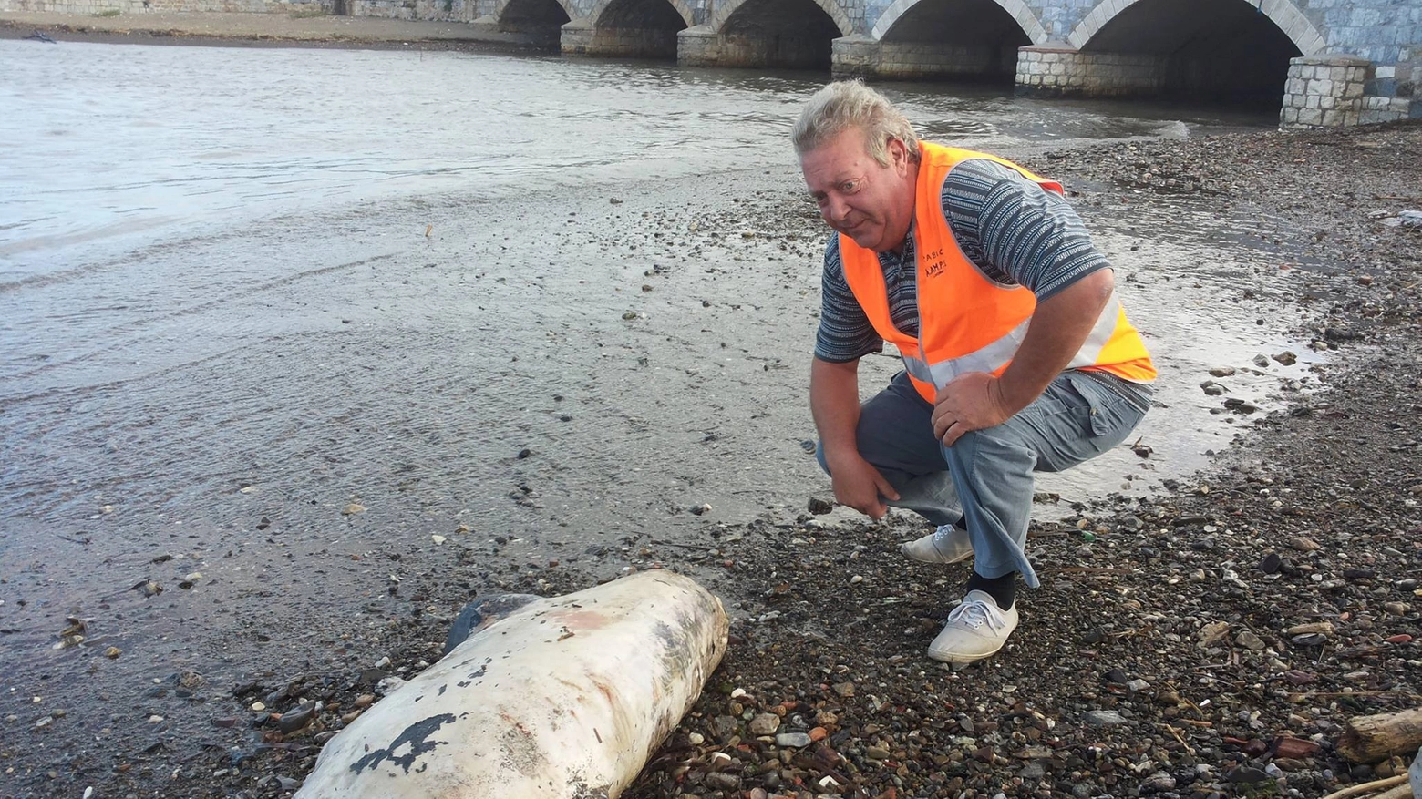 La carcassa di un delfino in evidente stato di decomposizione trovata il 14 agosto ai Tre Ponti