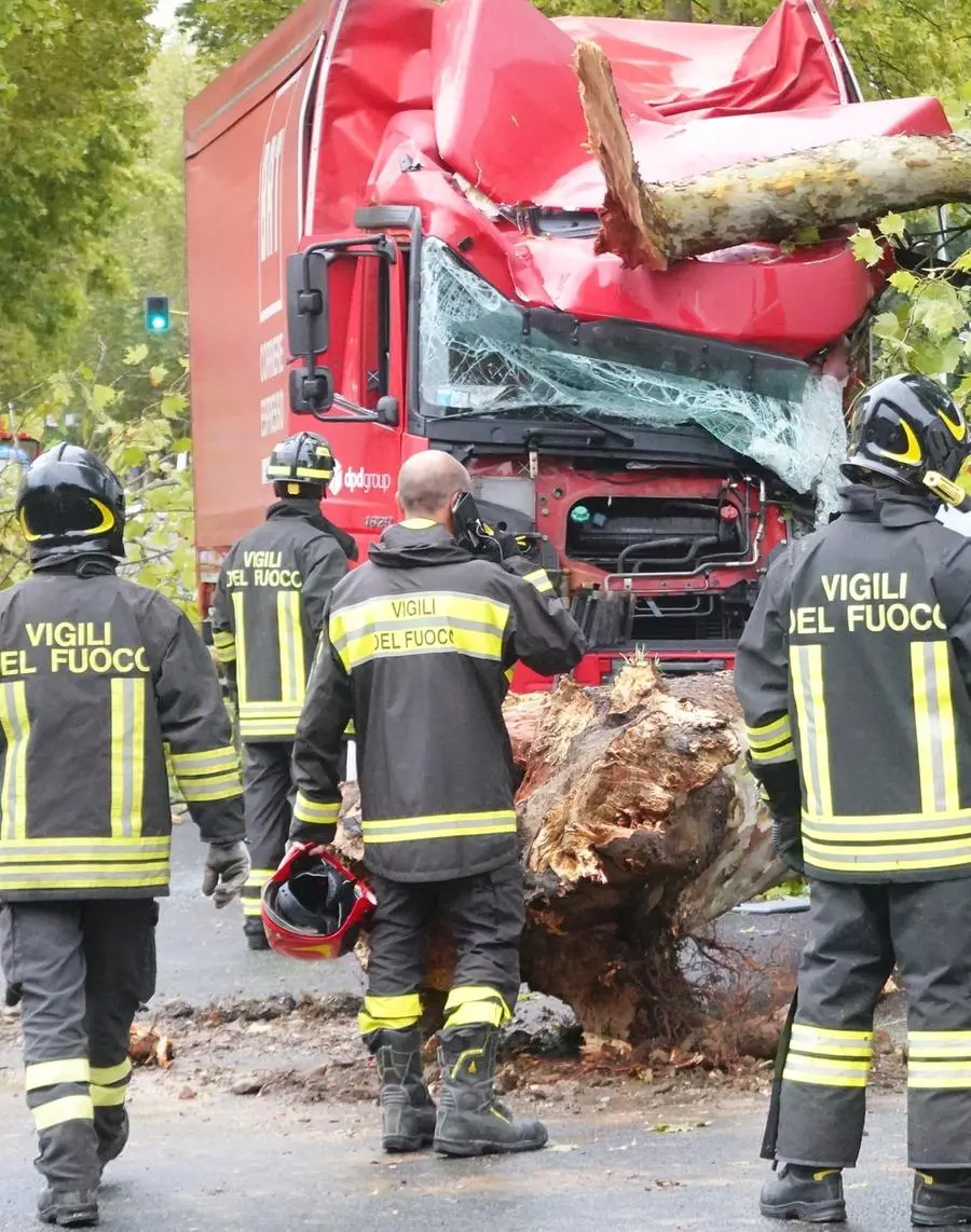 Sottoscrizione dopo il maltempo, Mogol testimonial: "Ripiantare gli alberi spazzati via"