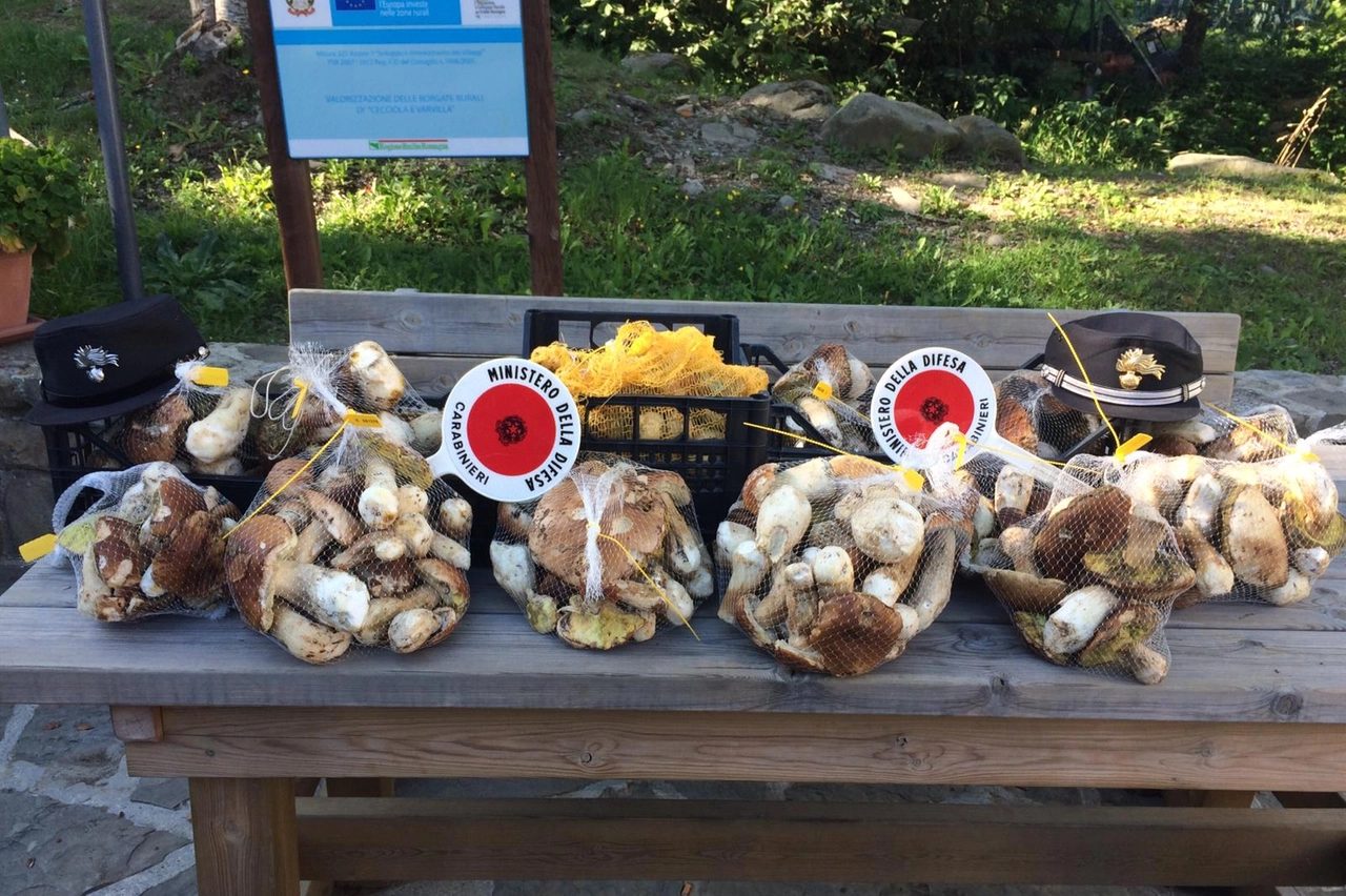 Funghi raccolti da appassionati e controllati dai carabinieri