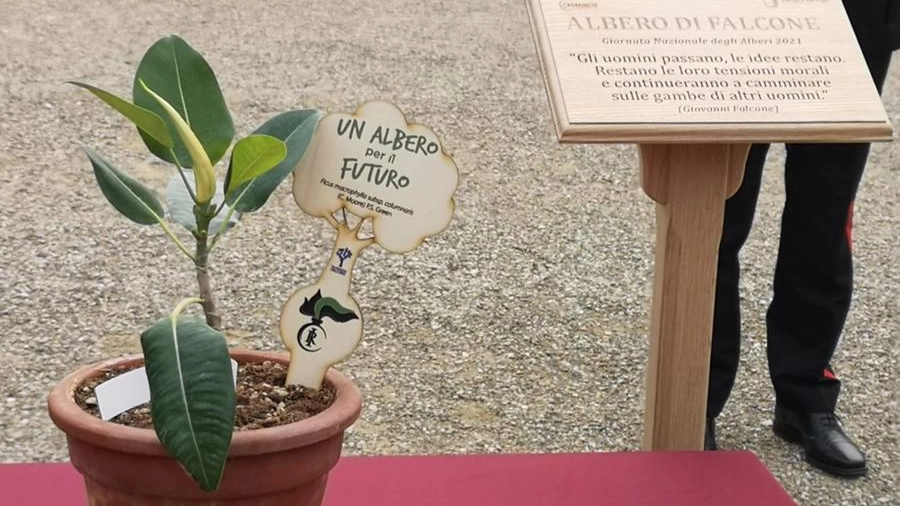 L'albero di Falcone donato a Boboli