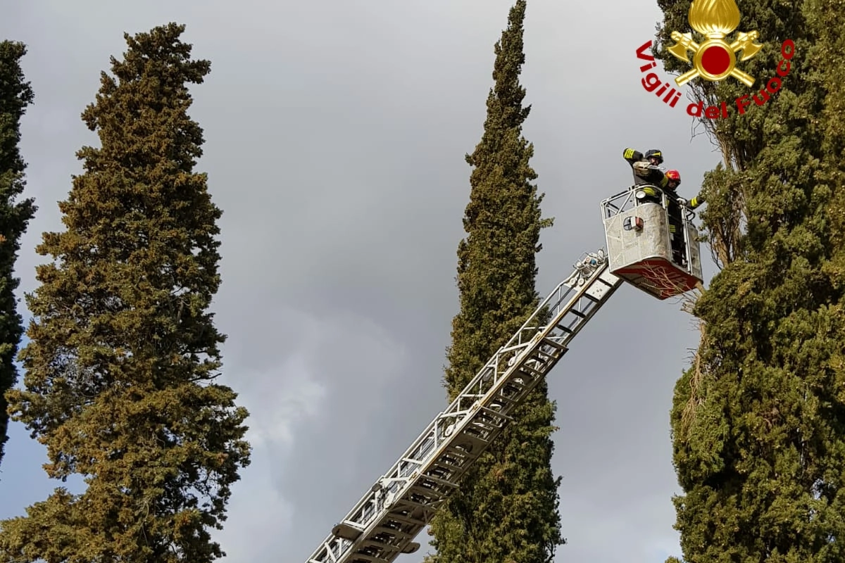 Il cipresso pericolante a Castelvecchio