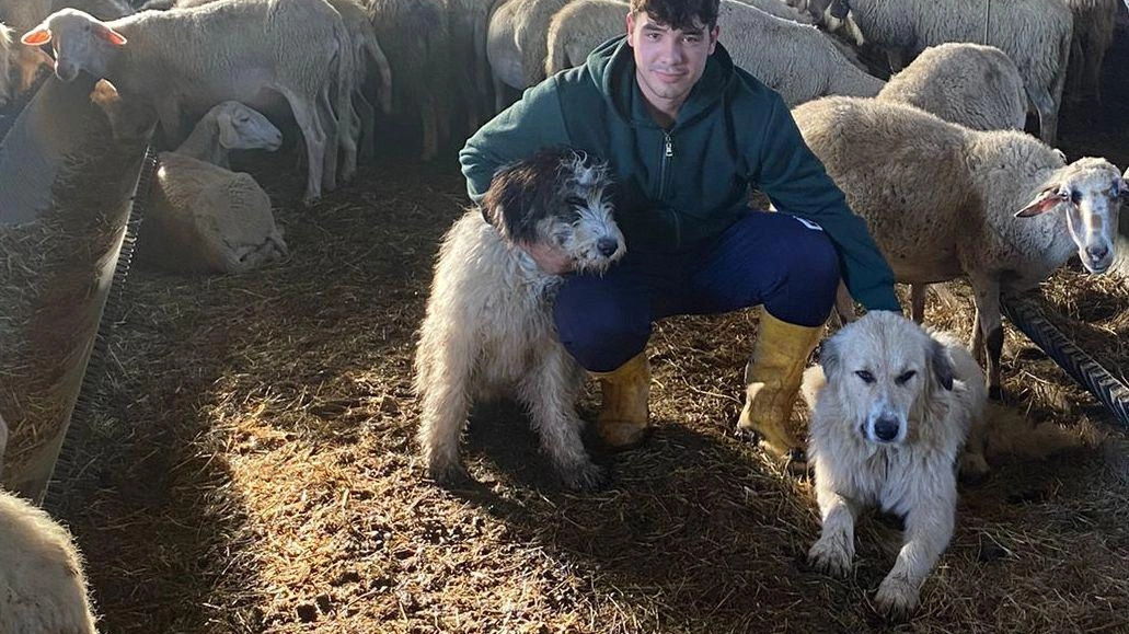 Emergenza predatori: "I nostri allevamenti sotto attacco costante. Siamo tutti allo stremo" Emergenza predatori: "I nostri allevamenti sotto attacco costante. Siamo tutti allo stremo"