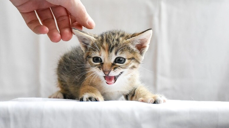 Giornata del gatto, cinque Curiose sui loro comportamenti 