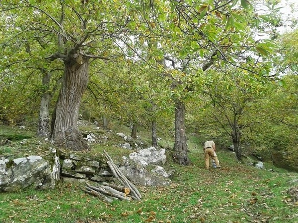 immagine di sfondo 6