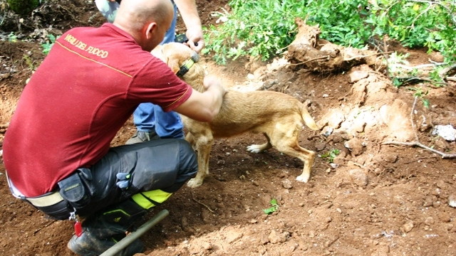 I vigili del fuoco con un cane salvato (foto d'archivio)