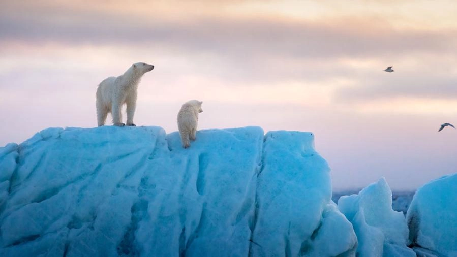 Una scena del documentario 'Polar Bear'