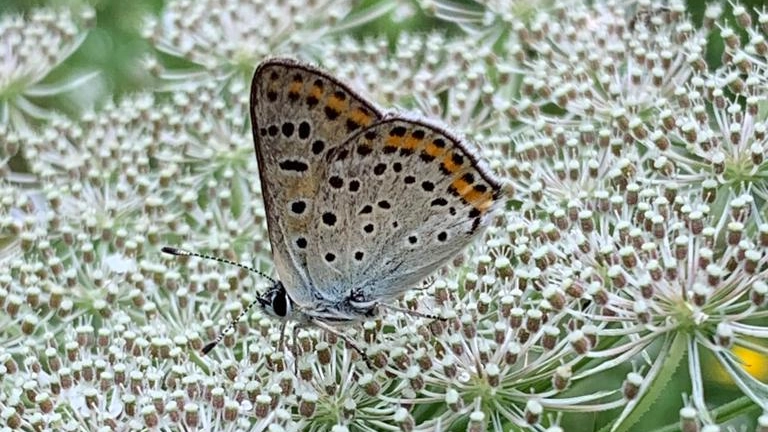 Fiori, api e farfalle: più attenzione alle biodiversità Fiori, api e farfalle: più attenzione alle biodiversità