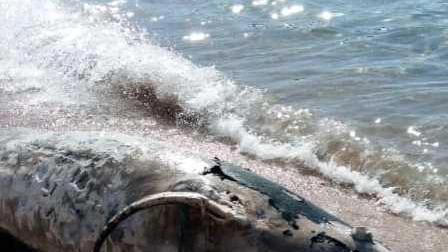 Posta sui social un delfino spiaggiato, ma era un pesce d’aprile