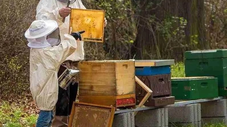 Qual è il miele più buono della Vallata?