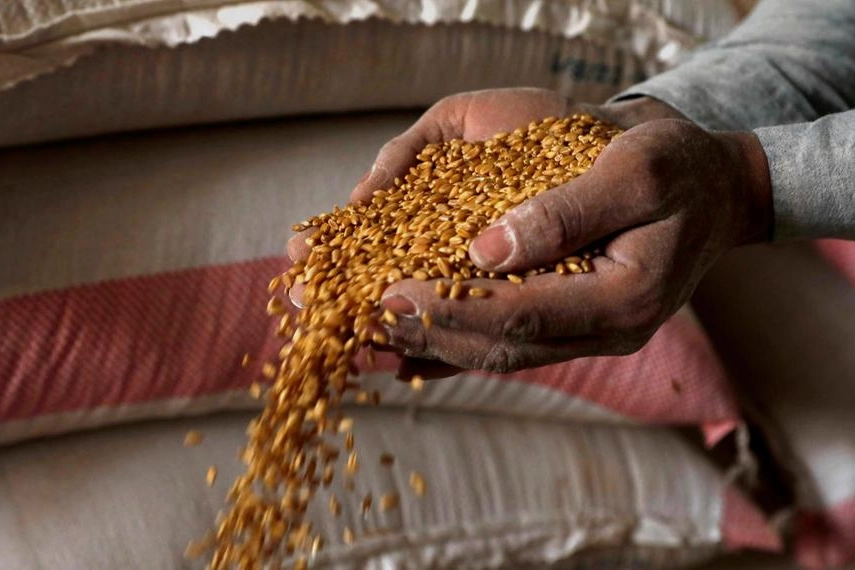 L'aumento dei prezzi del grano si ripercuote su tutto il pianeta (foto Ansa)