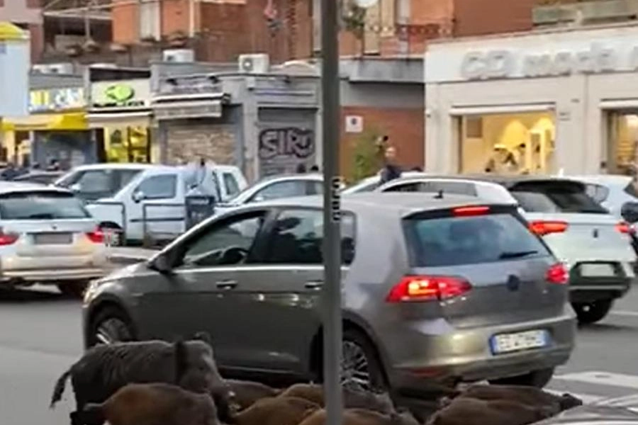 Famiglia di cinghiali passeggia a Roma Nord tra le auto