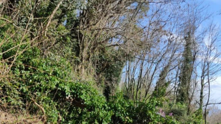 "L’albero caduto non era su un terreno di competenza comunale" "L’albero caduto non era su un terreno di competenza comunale"
