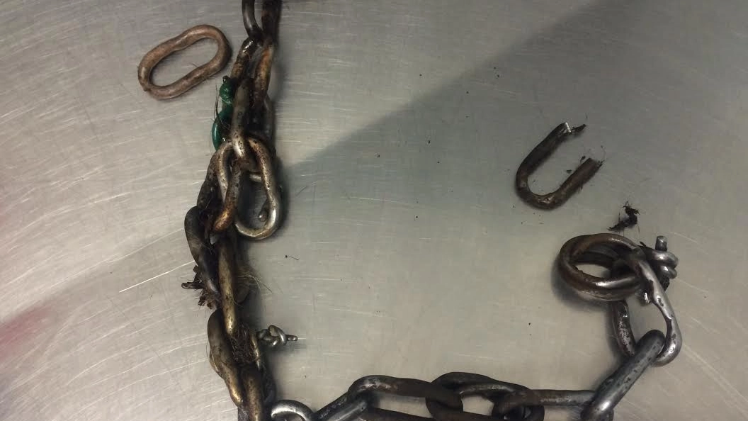 La catena con la quale veniva tenuta legata la cagnolina