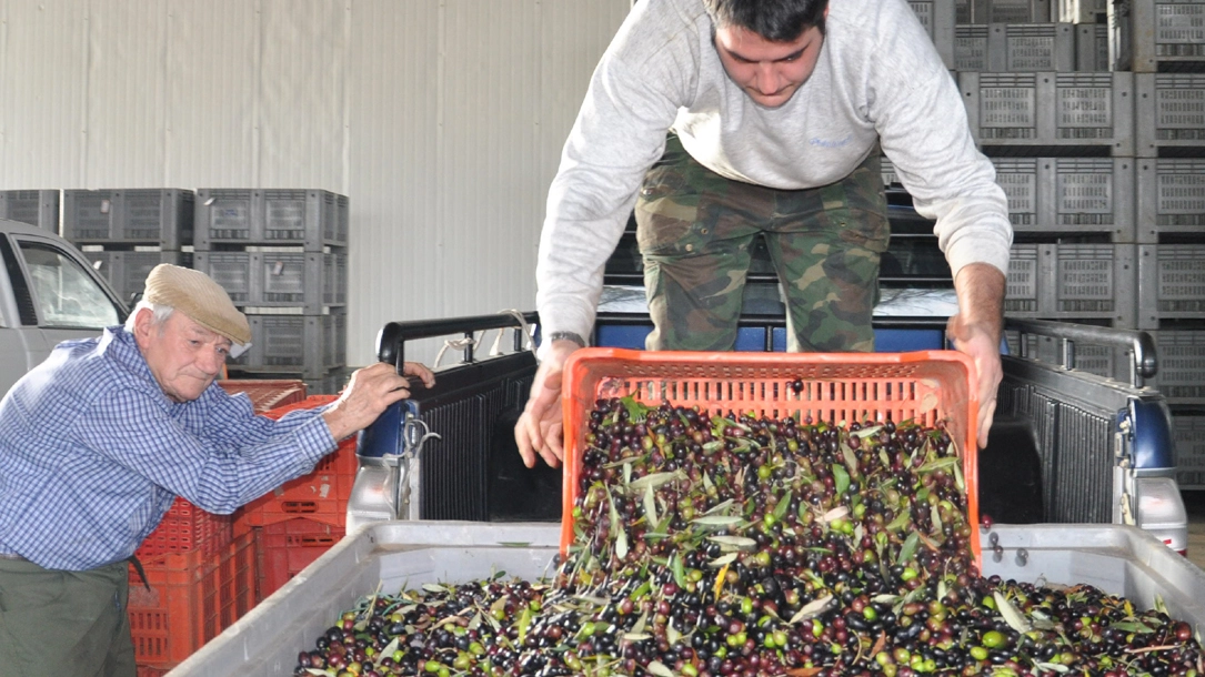Si registrano drastici cali di olive portati nei frantoi della Valdinievole