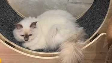 Hiro, il gatto di Nino Frassica