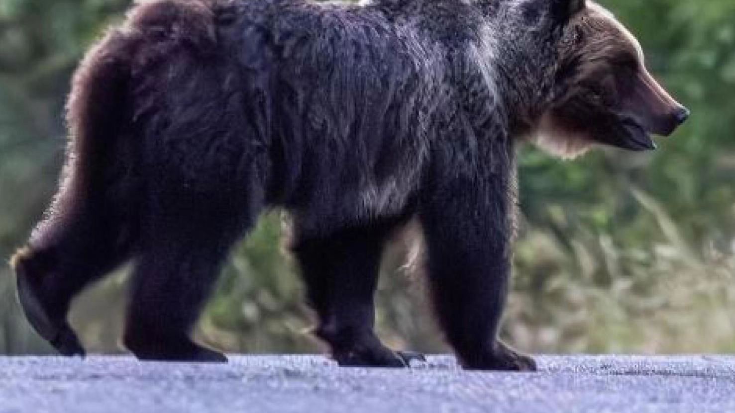 Amici del Padule Castelmartini: "Gestire diversamente la Fauna Selvatica"
Amici del Padule Castelmartini: "Gestire diversamente la Fauna Selvatica"