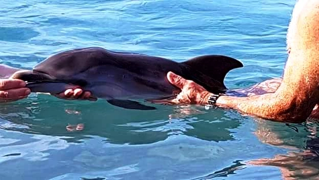 Il delfino spiaggiato a Framura (La Spezia)