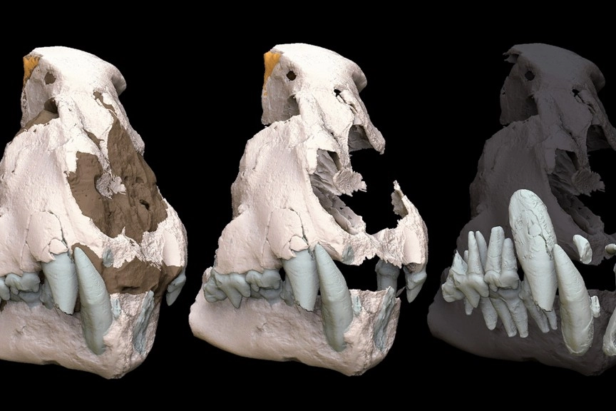 La ricostruzione 3D del cranio fossile