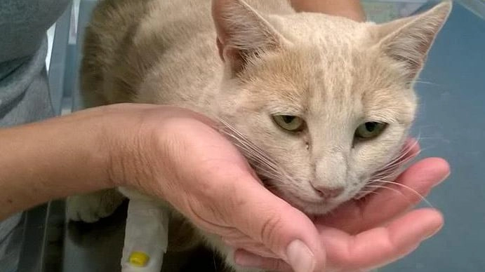 La gattina scappata mentre si trovava dal veterinario 