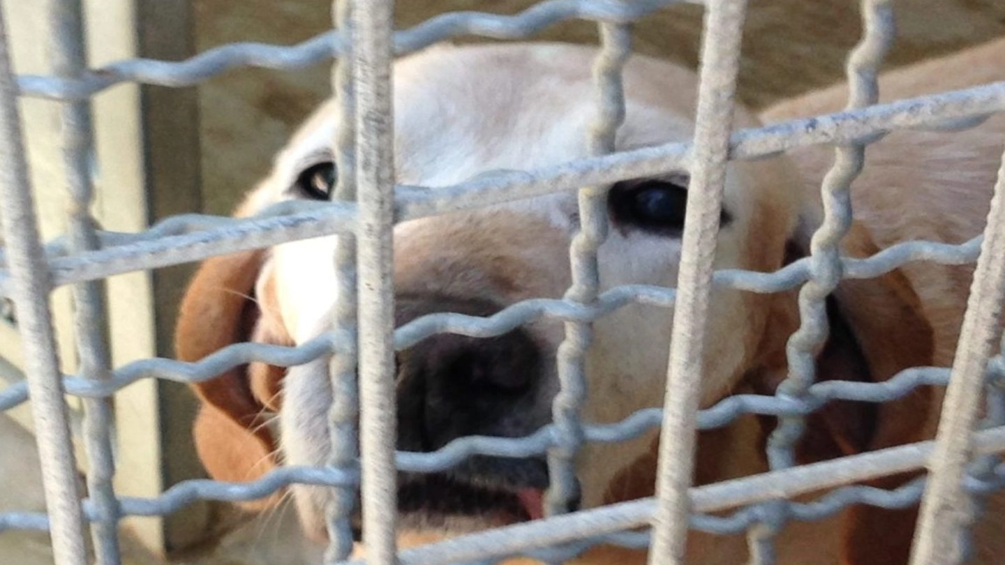 Un cane in una gabbia