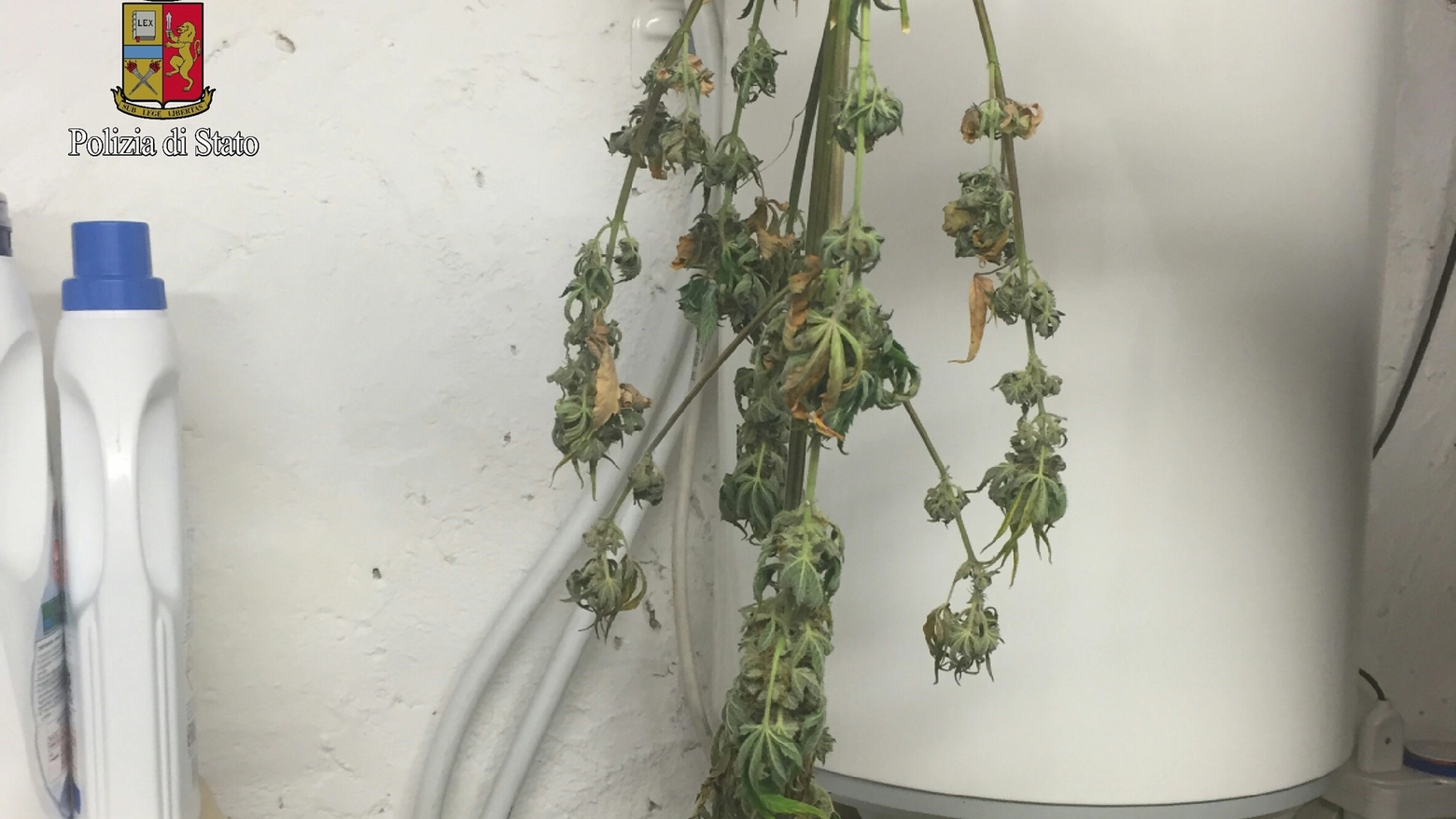 Una parte della "serra" per coltivare marijuana