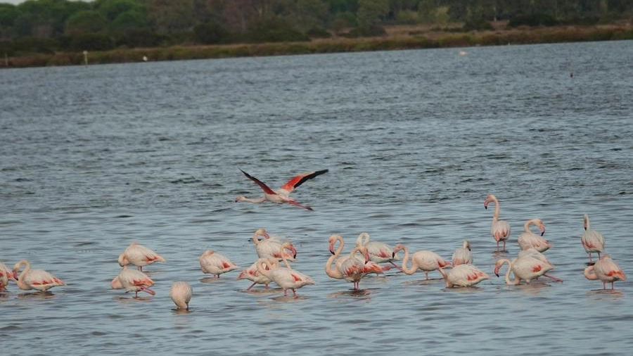 Fenicotteri rosa nella laguna di Orbetello (Grosseto)
