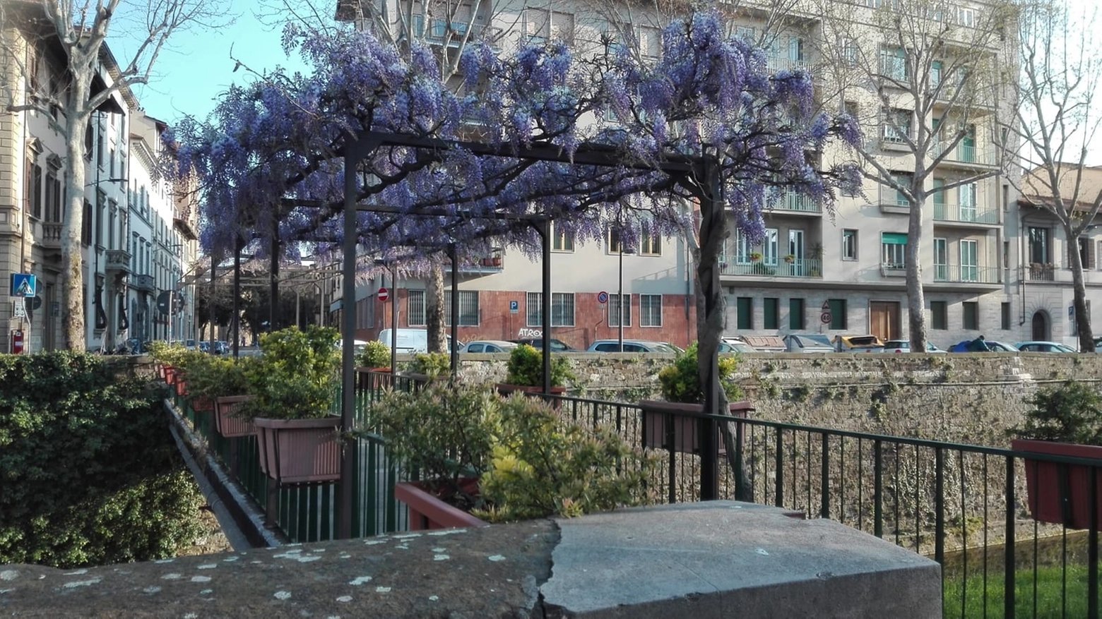 Il glicine piantato da Paolo e Lituana