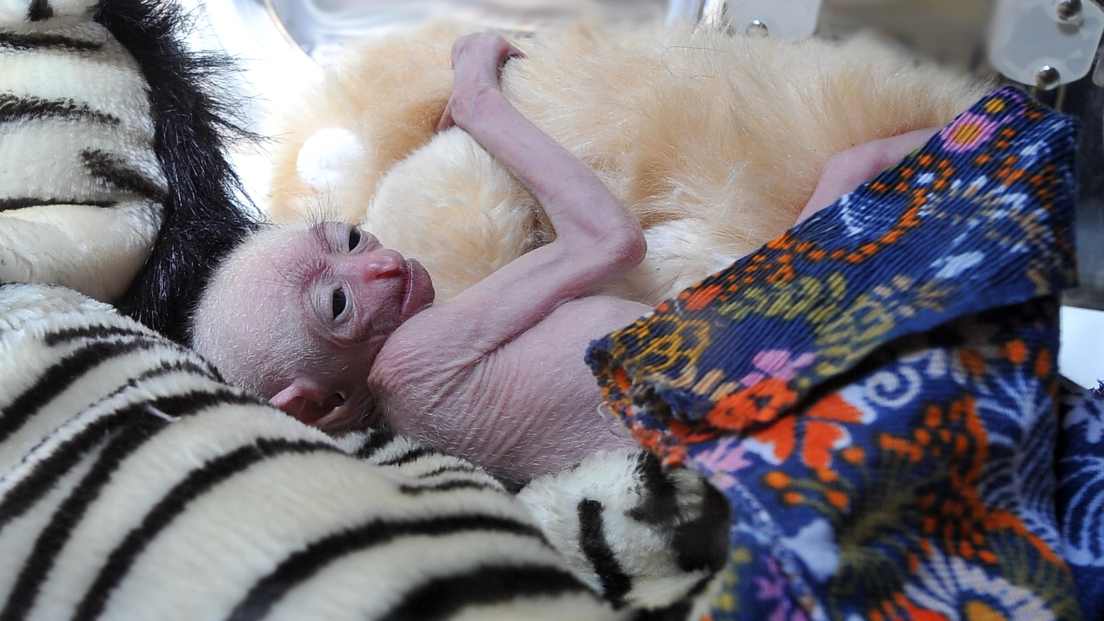 Sinh il piccolo di gibbone nato da una settimana allo Zoo di Pistoia (foto Acerboni/Fotocastellani)
